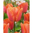 thumbnail image 1 of Bulbe de fleur vivace TASC Tulip « Jimmy » Triumph, 1 of 2