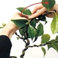thumbnail image 6 of NANDIYNZHI Bonsai Wire With Cutter Tree Training Wires 5m Total .5mm Anodized Aluminum Wire For Indoor Bonzai Trees, 6 of 8