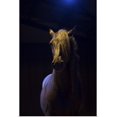 thumbnail image 1 of Great BIG Canvas | Rolled Scott Stulberg Poster Print entitled Rare show horse in the Camargue region in the South of France, 1 of 4