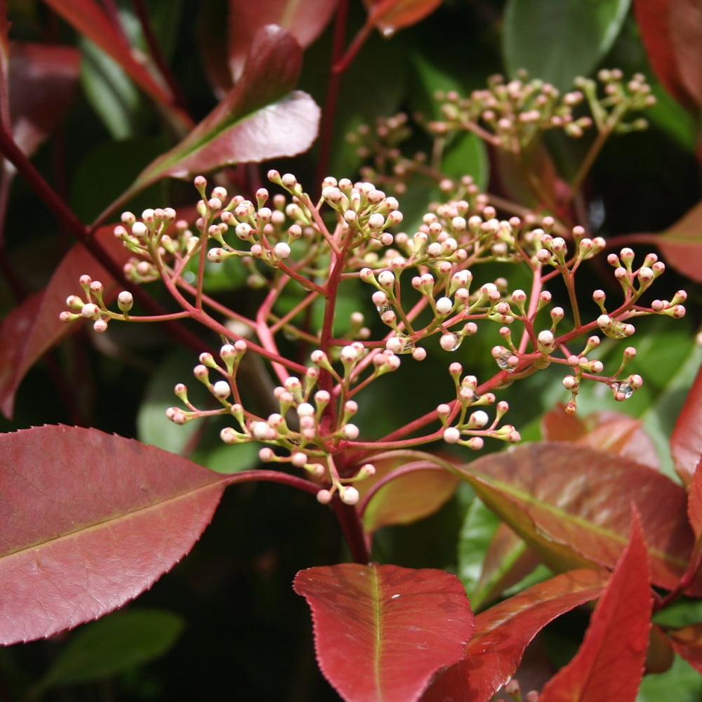 Altman Plants Photinia Red Robin Shrub, Live Plant for Garden, 2.5 Qt. Pot, Easy Care, Full Sun