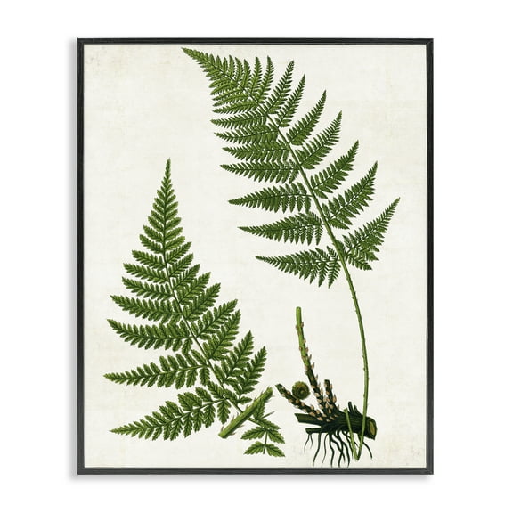 Stupell Industries Two Ferns Nature Study Plants & Flowers Painting Black Framed Art Print Wall Art, 11 x 14