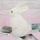 thumbnail image 3 of Nimomo Conejo de Peluche Modelo portátil Mini Conejo de Peluche Realista Animal Realista Pascua Adorno para el hogar Juguete de simulación Modelo Regalo(Blanco), 3 of 5