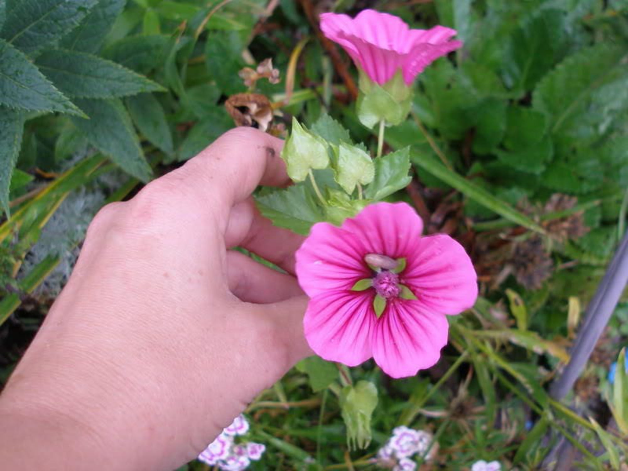 10 VULCAN MALOPE Trifida  Mallowwort  Mallow Flower Seeds