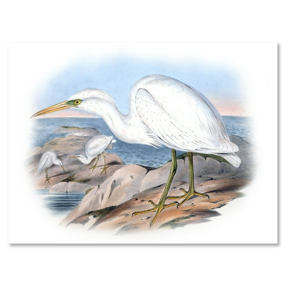 Ancient Australian Birds XIII 12 in x 8 in Painting Canvas Art Print, by Designart