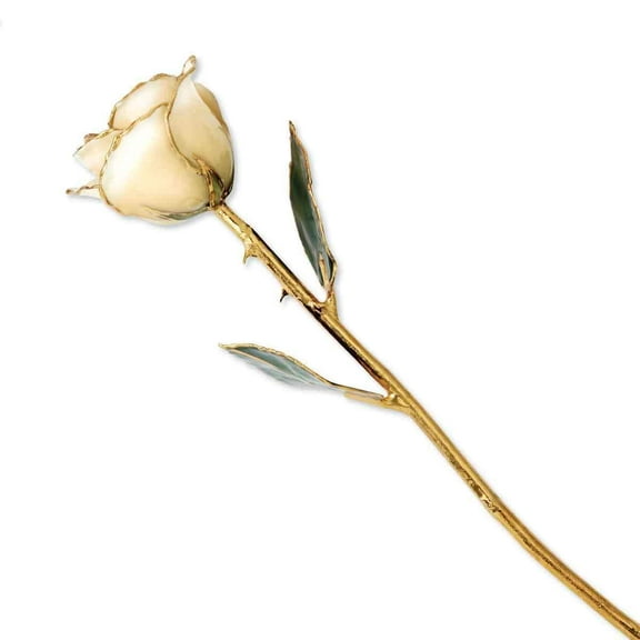 Lacquer Dipped 24K Yellow Gold Lacquered Finish Trimmed Cream and White Rose