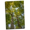 thumbnail image 2 of Gango Home Decor Tulip-Poplar Tree II by Kathy Mahan (Ready to Hang); One 24x36in Hand-Stretched Canvas, 2 of 4
