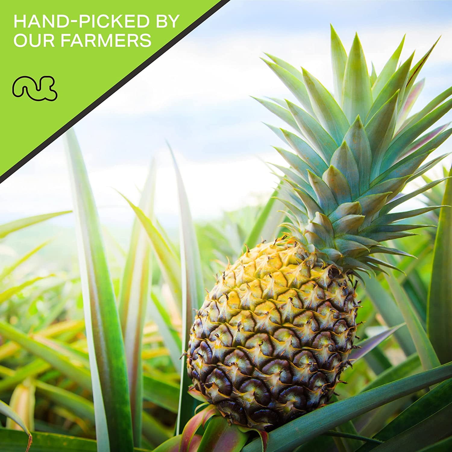 Nut Cravings Sun Dried Pineapple Chunks, with Sugar Added (32oz - 2 lbs)