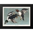 thumbnail image 2 of Audubon, John James 24x18 Black Modern Framed Museum Art Print Titled - Golden-eye Duck, 2 of 5