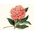 thumbnail image 2 of Curtis 18x15 Gold Ornate Wood Framed with Double Matting Museum Art Print Titled - Peony Blush II, 2 of 4