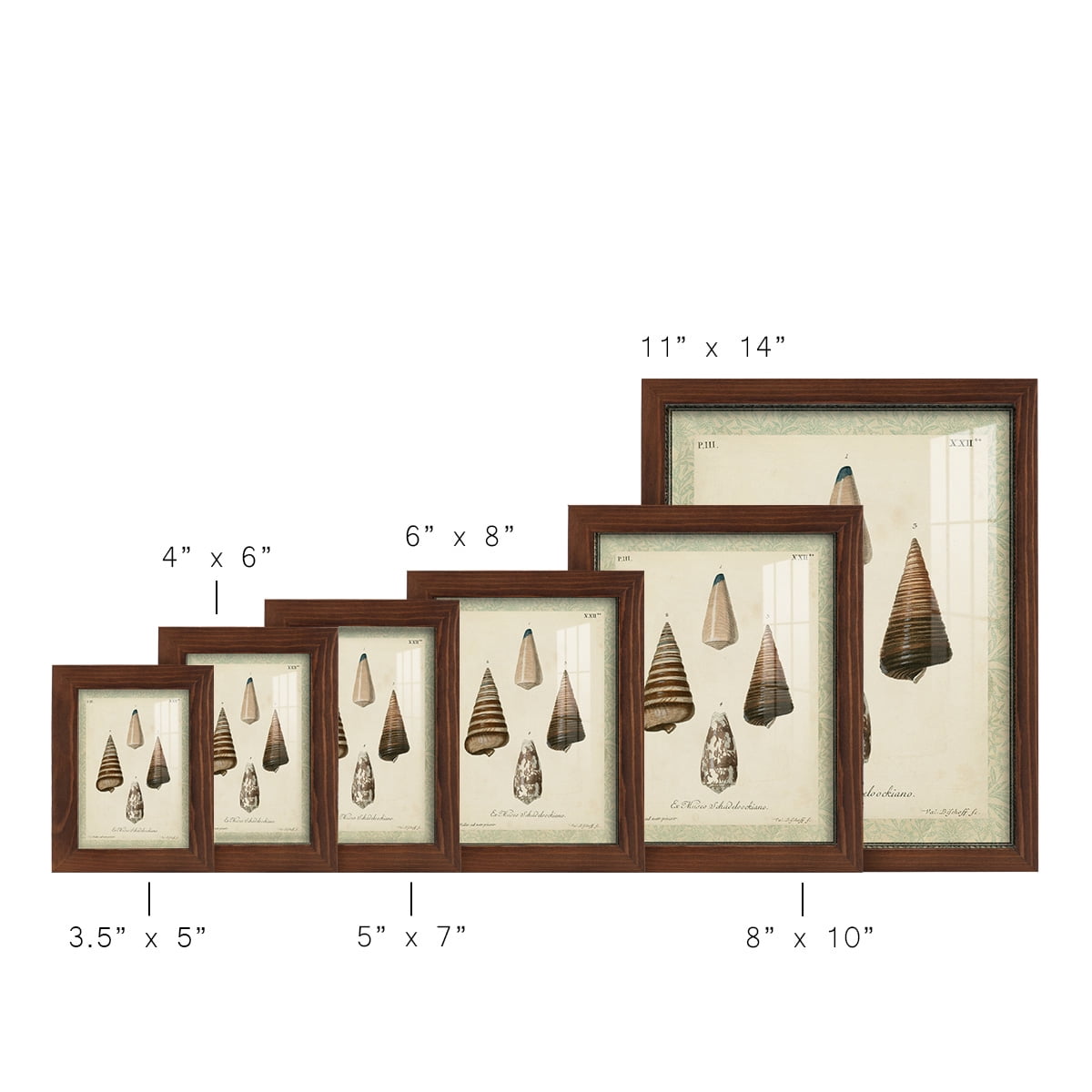Bookplate Shells VI - Framed Print w/glass - Chestnut