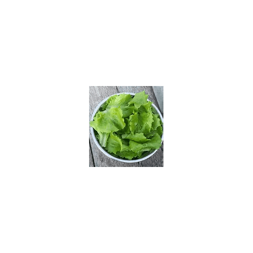 Lettuce Prizehead  Heirloom Vegetable 7,000 Seeds 