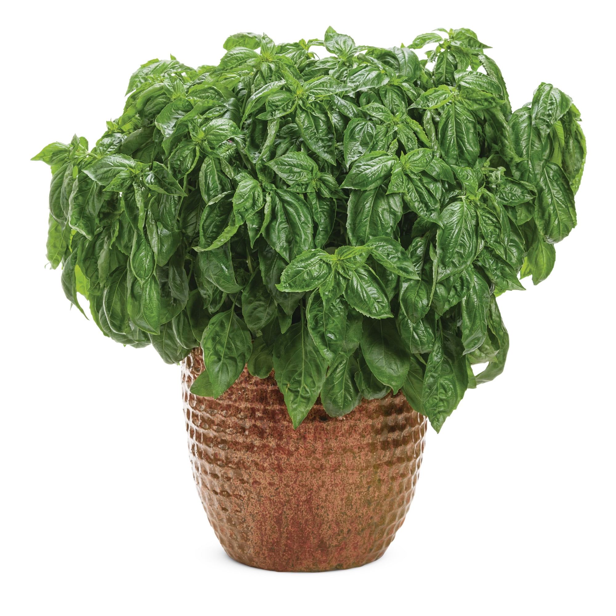 Proven Winners 4" Amazel Basil Sweet Italian Basil Live Herb Plant in 4.25" Pot (4 Count)