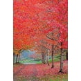 thumbnail image 2 of Gulin, Sylvia 23x32 Black Ornate Wood Framed with Double Matting Museum Art Print Titled - Washington State-Sammamish fall colors on red maple trees lining lane, 2 of 4