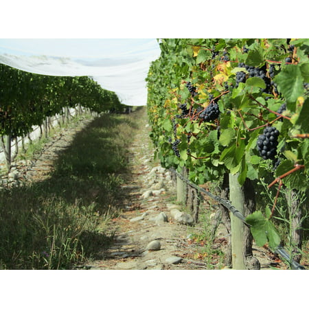 Canvas Print Wine Grapevine Winery Vineyard Grapes New Zealand Stretched Canvas 10 x