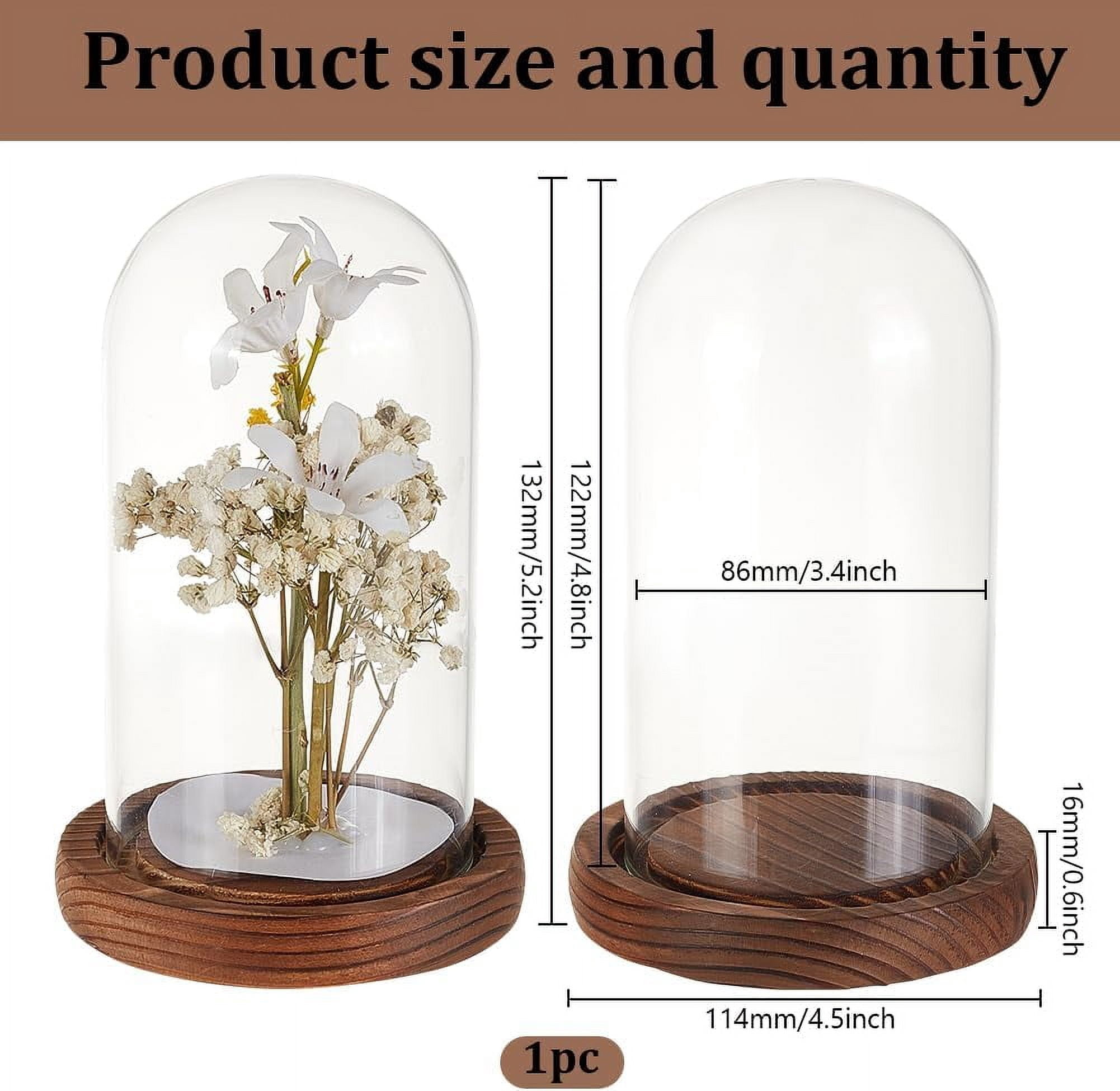 5pcs Clear Glass Cloche Globe Display Dome With Wooden Base