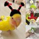 thumbnail image 2 of Mini gorro de punto para pájaro, bonito gorro de punto hecho a mano, divertido gorro para loro, accesorios para conejillo de indias y hámster, suministros para pájaros, gorro para mascota pequeña, 2 of 5
