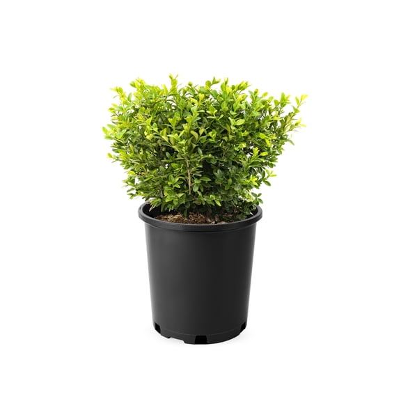 2 Gallon Green Velvet Boxwood Shrub