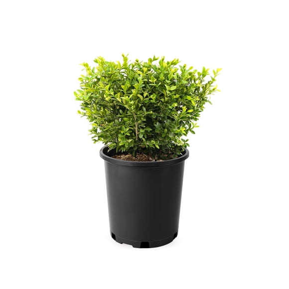 2 Gallon Green Velvet Boxwood Shrub