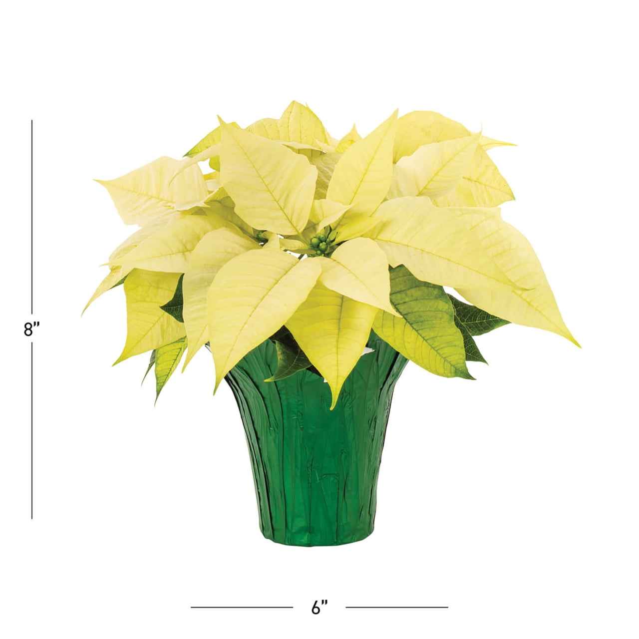 Holiday Time 1PT White Poinsettia Live Annual Plant Sun 6-Pack