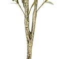 thumbnail image 4 of Vickerman 60" Artificial Green Olive Tree in Black Planters Pot., 4 of 7