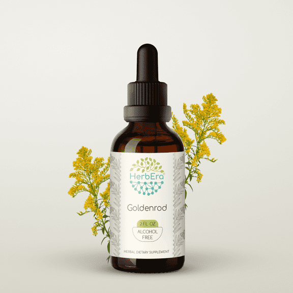 HerbEra Goldenrod Tincture, Herbal Dietary Supplement for Urinary Support, Goldenrod (Solidago spp.) Dried Herb Extract, Natural, Alcohol-Free, Drops 2 oz