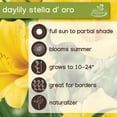 thumbnail image 5 of Expert Gardener Stella D'oro Daylily Set of 3 Bare Roots - Yellow Perennial - Partial Sun, 5 of 8