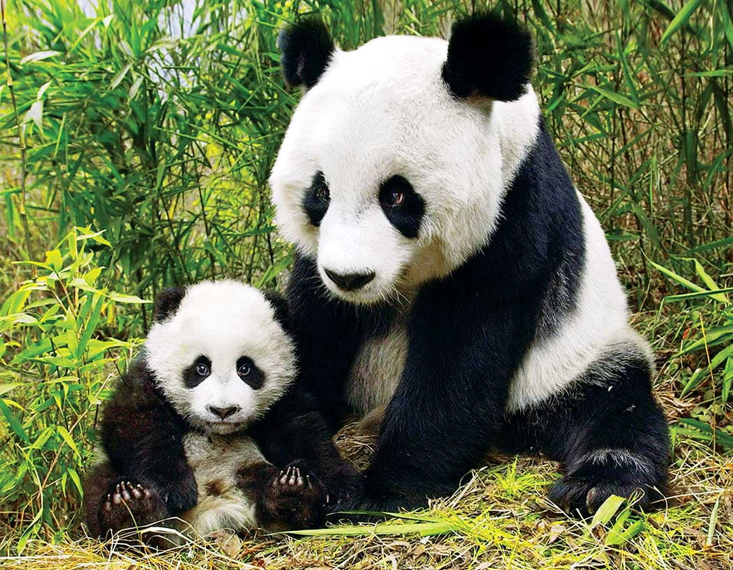 Mama And Baby Panda A 100 Piece Puzzle By Lafayette Puzzle Factory