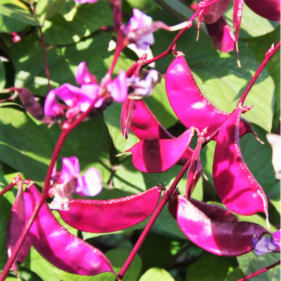 TomorrowSeeds - Purple Moon Hyacinth Bean (Pole) Seeds - 15  Count - For 2025 Planting Lablab