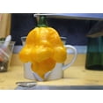 thumbnail image 4 of 40 Yellow SCOTCH BONNET PEPPER very hot Jamaican Capsicum Annuum Vegetable Seeds, 4 of 10