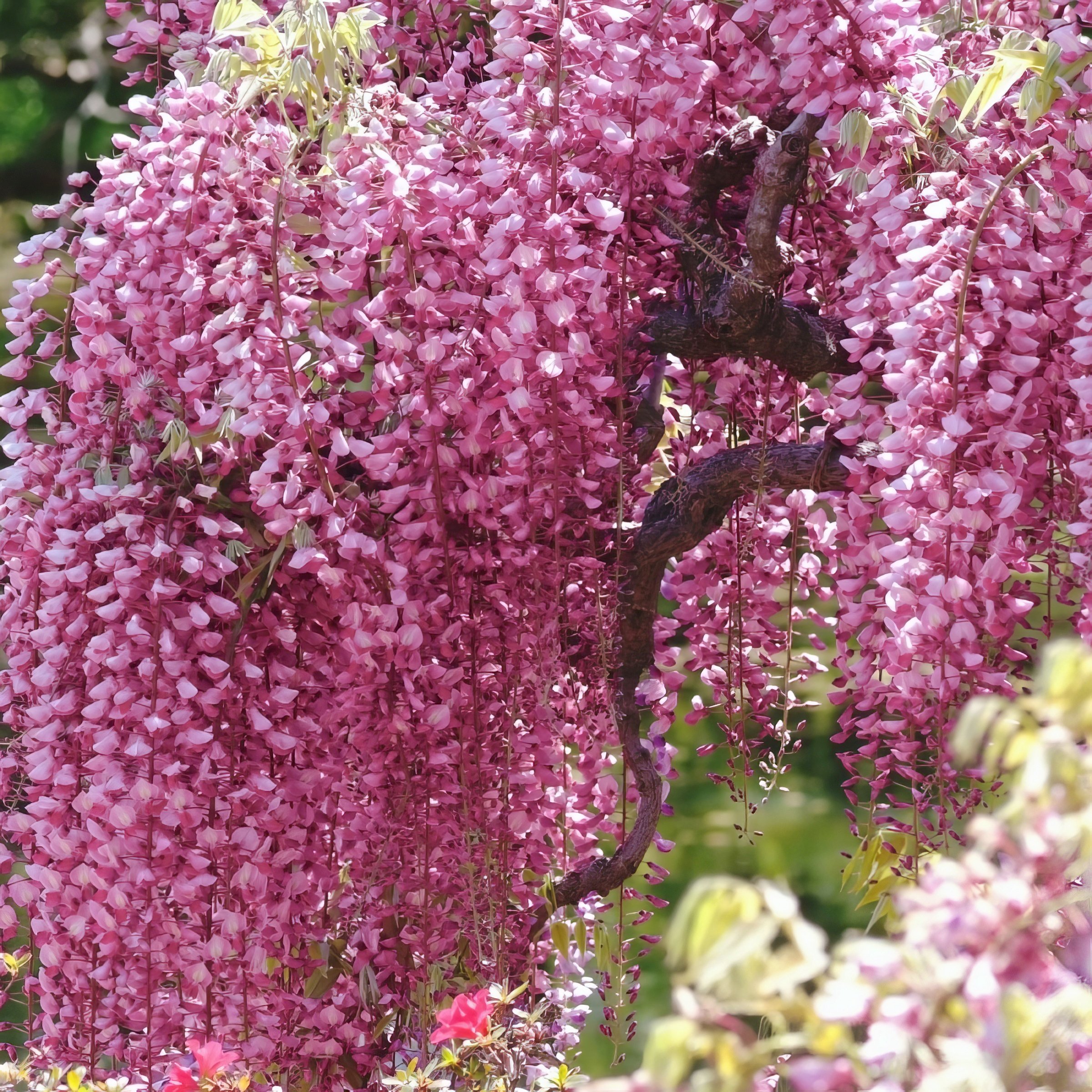 National Plant Network Live Perennial 1 gal Pink Wisteria with Full Sunlight
