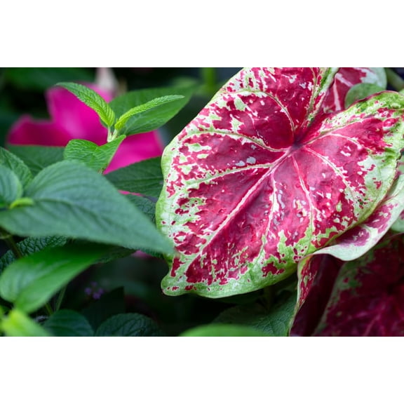 Sizzle Caladium Bulbs for Planting - Perennial Hosta, Elephant Ears, Fancy (2 Bulbs)