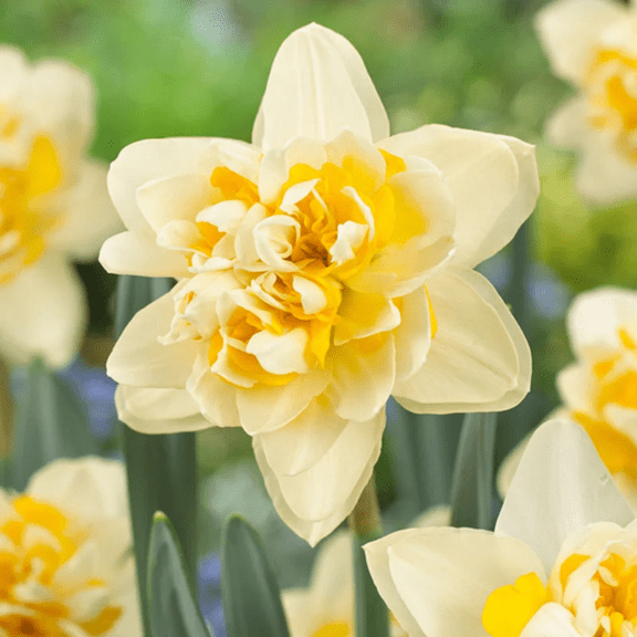 5 Pompom Rose Double Daffodil Bulbs, Narcissus Bulbs, Ideal for Ground Cover