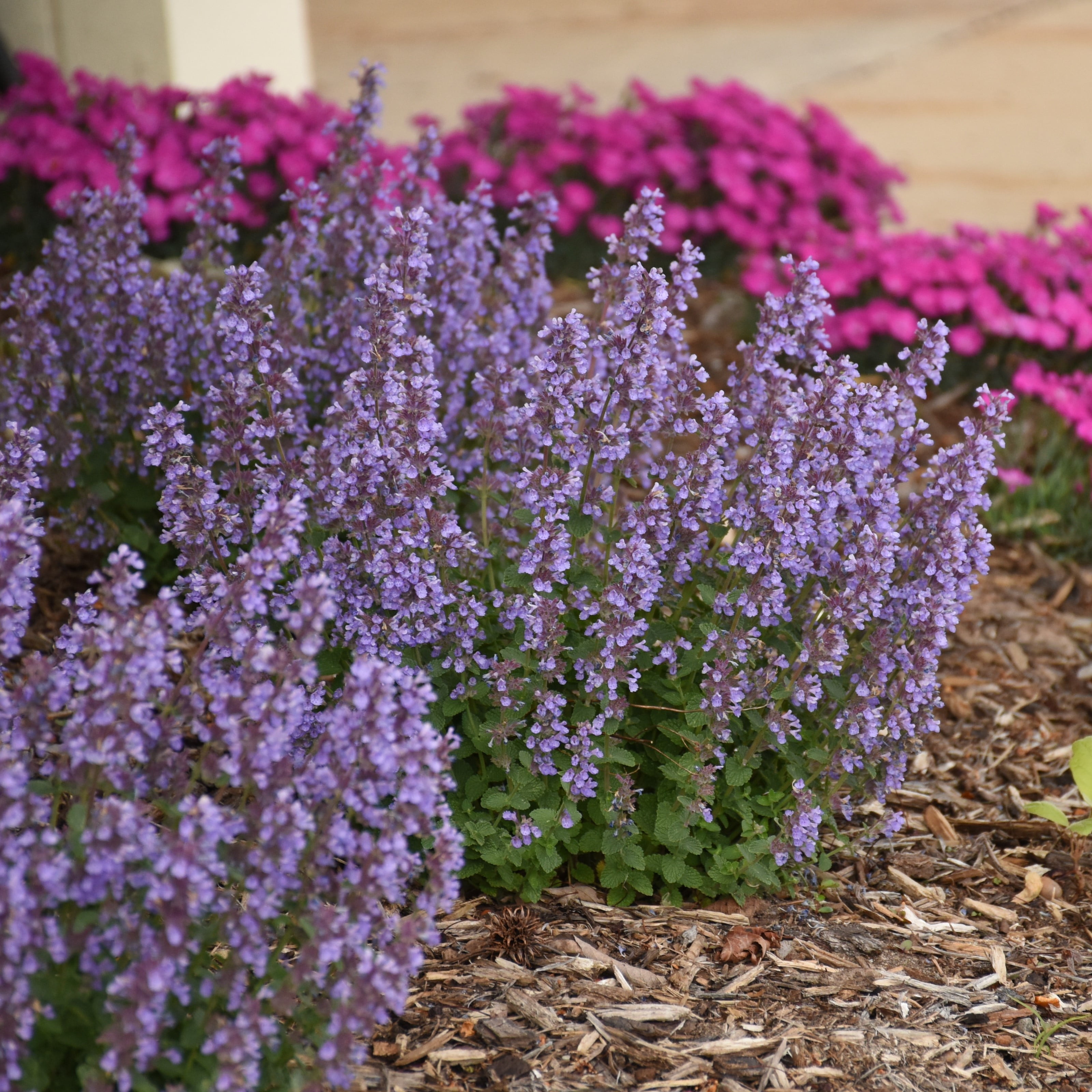 Proven Winners 3 Quart Purple Nepeta Cat's Pajamas Full Sun Perennial Outdoor Live Plants
