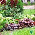 thumbnail image 5 of 1 Gallon Heuchera Raspberry Sea, 5 of 11