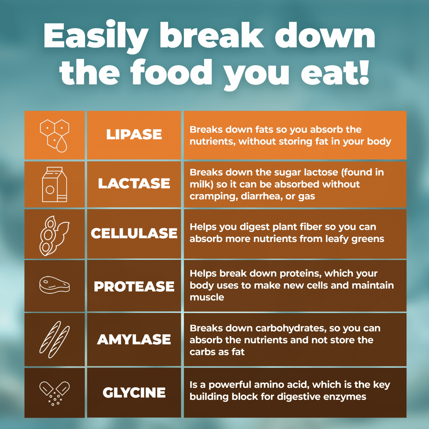 Digestive Enzyme Supplement - Lactase and Lipase Enzymes to Support Better Digestion, by PureHealth Research