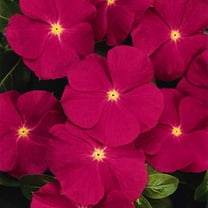 Outsidepride Periwinkle Rose - 4000 Seeds