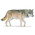 thumbnail image 2 of Wiens, James 14x11 White Modern Wood Framed Museum Art Print Titled - Northern Wild II, 2 of 4