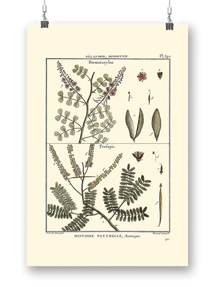 Fern Classification Ii Poster Denis Diderot Designs,