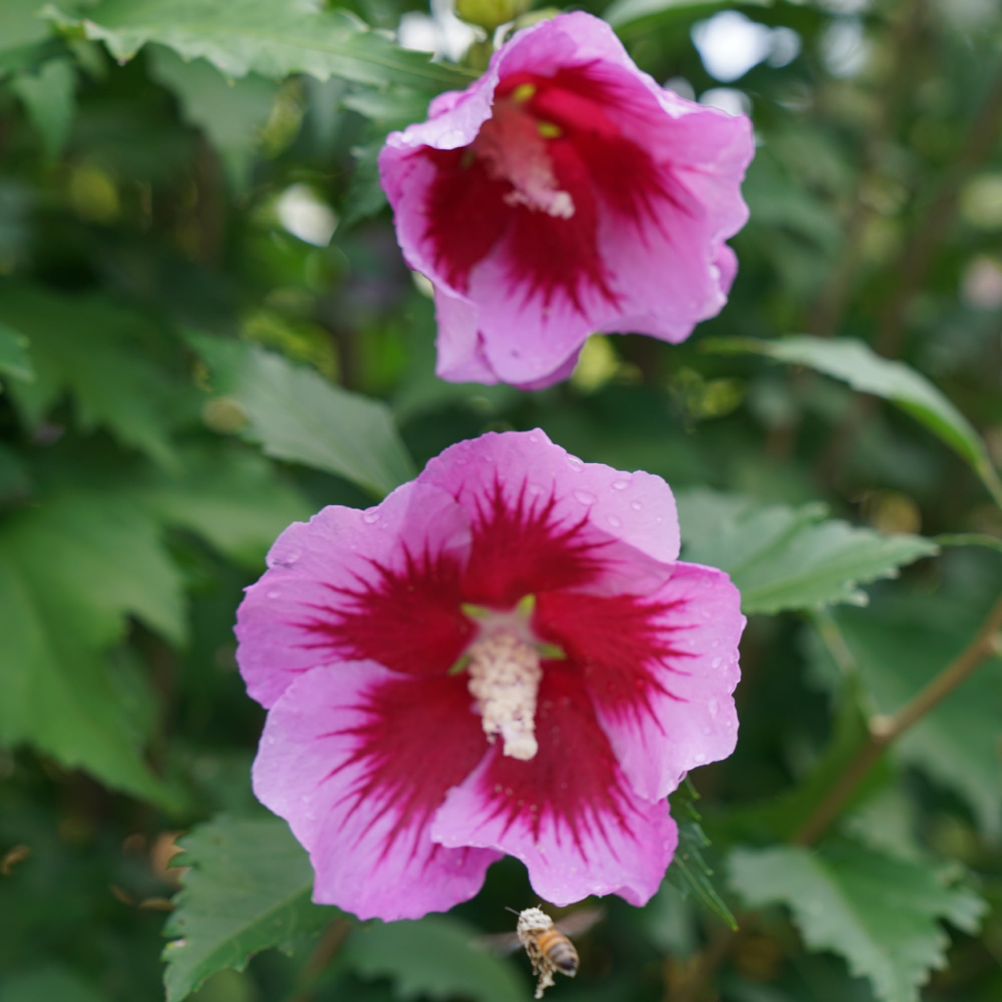 Proven Winners ColorChoice Purple Pillar Hibiscus Live Shrub (5 Gallon)