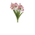 thumbnail image 1 of TASC Amaryllis Apple Blossom, Cannelée, Haut de Gamme, Intérieure, 1 of 1