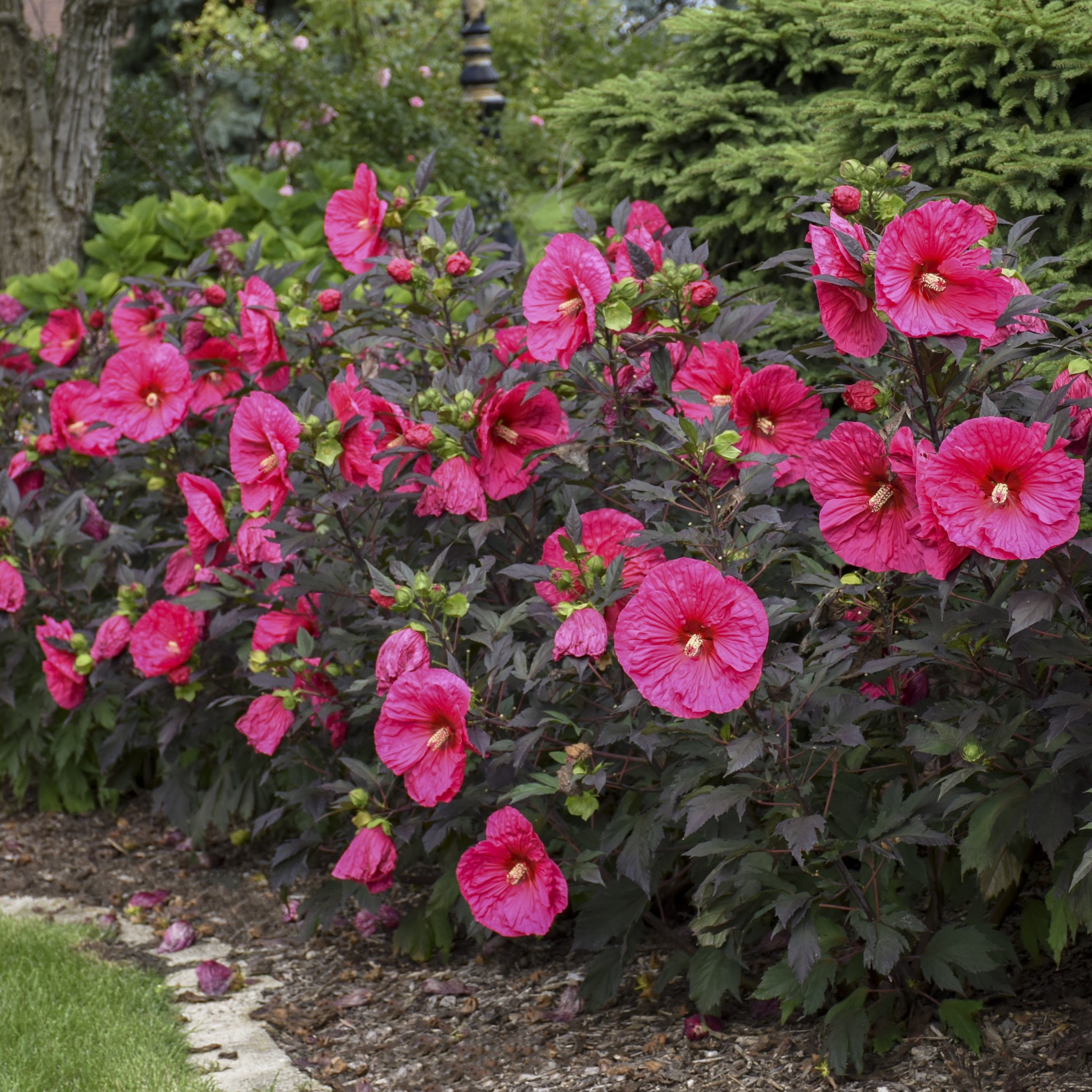 Proven Winners 18" Pink Summerific 'Evening Rose' Rose Mallow Live Plant in 8.88" Pot