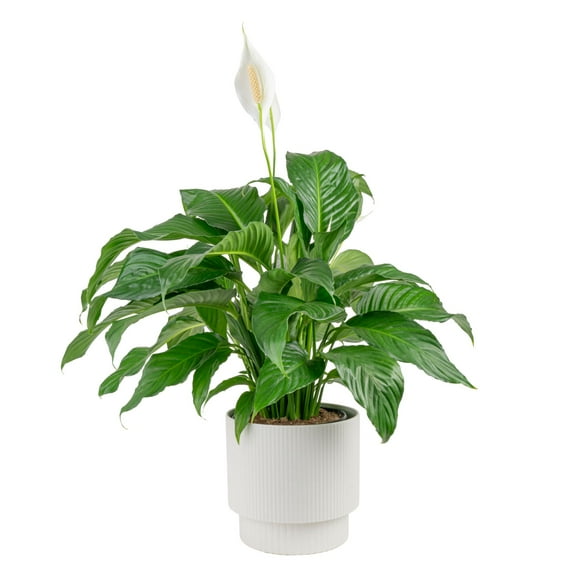 Costa Farms 12-18" Tall Spath, Peace Lily,  Bright Indirect Sunlight, Indoor Live House Plants