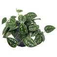 thumbnail image 3 of Rare Silver Cloud Philodendron - Scindapsus pictus - EASY - 2 Plants - 3" Pot, 3 of 4