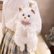 thumbnail image 4 of Mochila Ragdoll para niñas | Bolso bandolera doble con adorable gatito de peluche | Correas ajustables y suaves | Mochila kawaii de peluche para la escuela, viajes, uso informal | Regalo de, 4 of 6