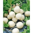 thumbnail image 1 of 500 Hailstone WHITE GLOBE RADISH Raphanus Sativus Vegetable Seeds, 1 of 2