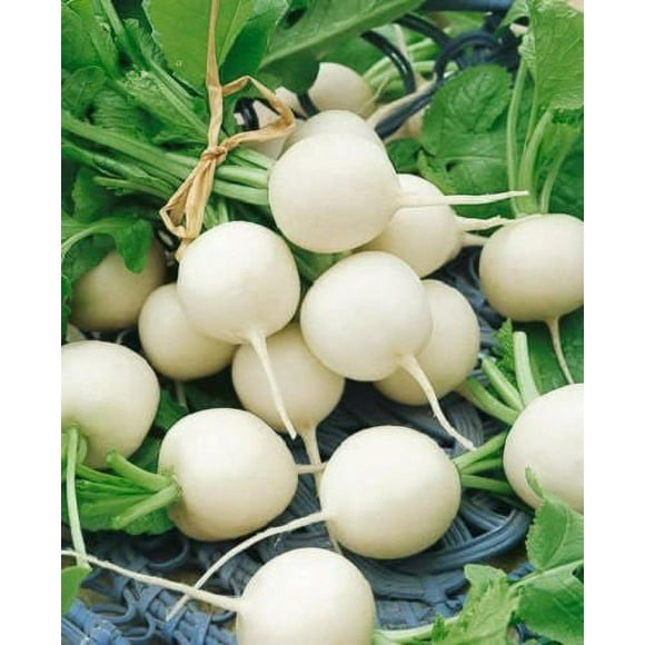 500 Hailstone WHITE GLOBE RADISH Raphanus Sativus Vegetable Seeds