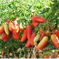 thumbnail image 2 of TomorrowSeeds - San Marzano Tomato Seeds - 100+ Count - For 2025 Planting Indeterminate Tomatoes, 2 of 9