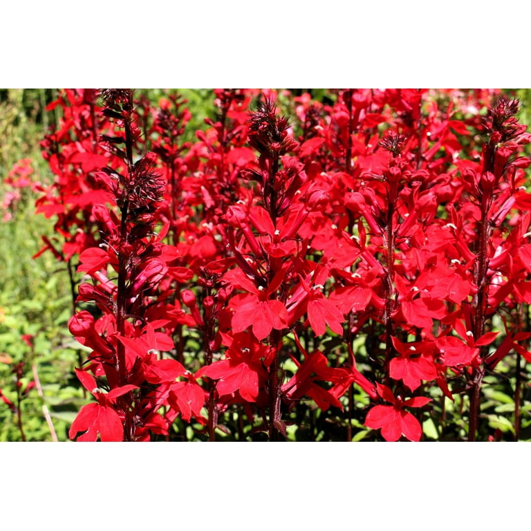 300 CARDINAL FLOWER LOBELIA Cardinalis Flower Seeds