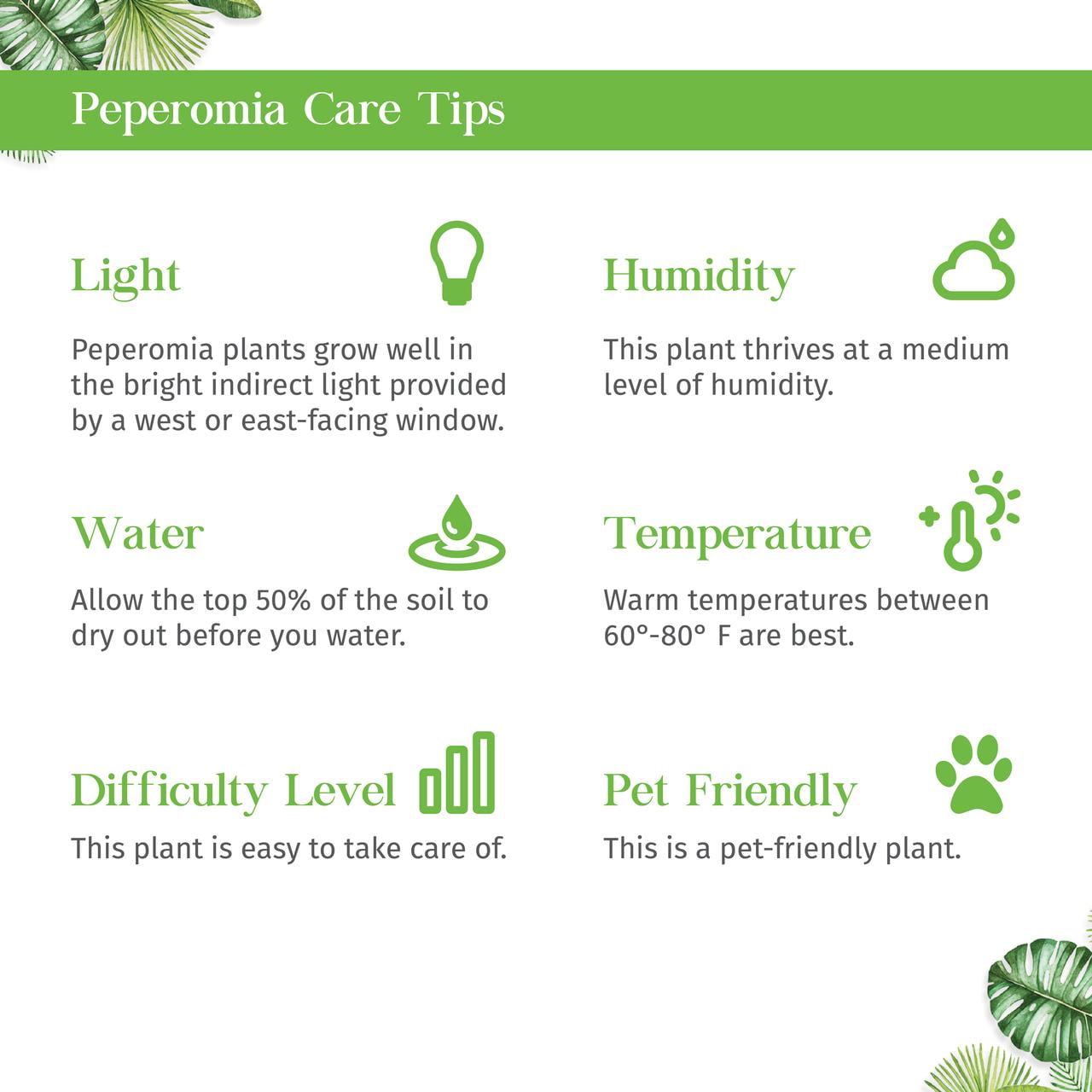 Peperomia Marble Live Plant for Indoor | Different Houseplants in 4'' & 6'' Pot | Real House Plant for Living Room, Office, Desk & Bathroom | Marble Peperomia | Radiator Plant