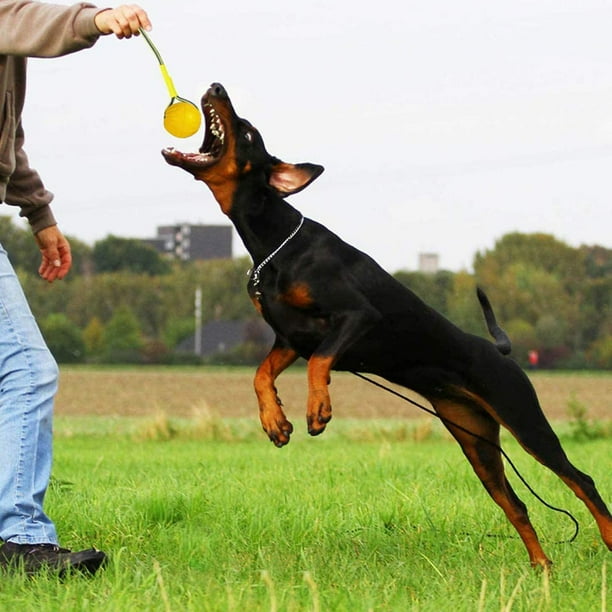 Solid Rubber Doberman Water Ball, Basic Training